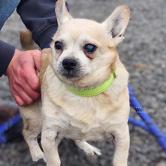 Enlarge Milo, a ADOPTABLE mixed breed in Oroville, WA image 2/4