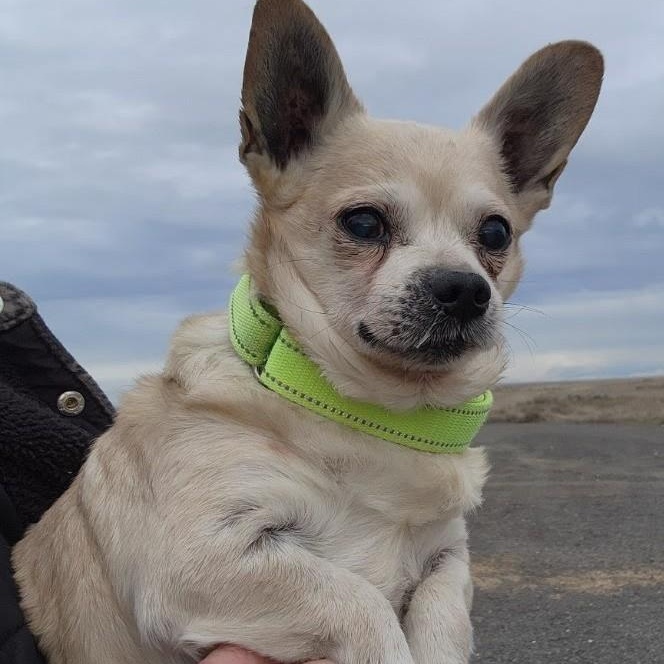 Milo, ADOPTABLE, Senior Male Chihuahua & Dachshund.