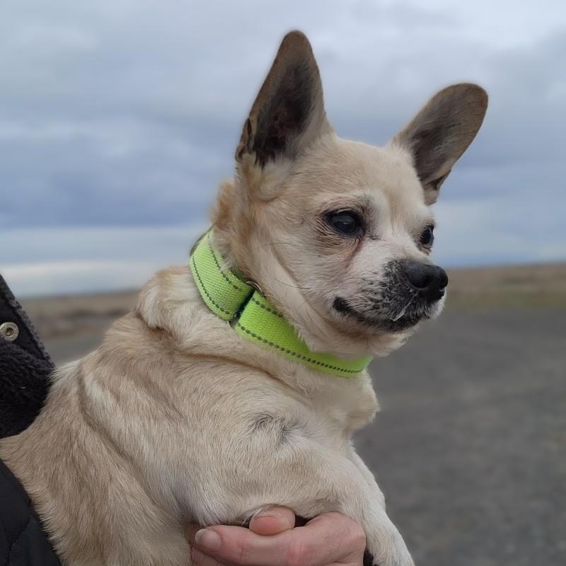 Enlarge Milo, a ADOPTABLE mixed breed in Oroville, WA image 4/4