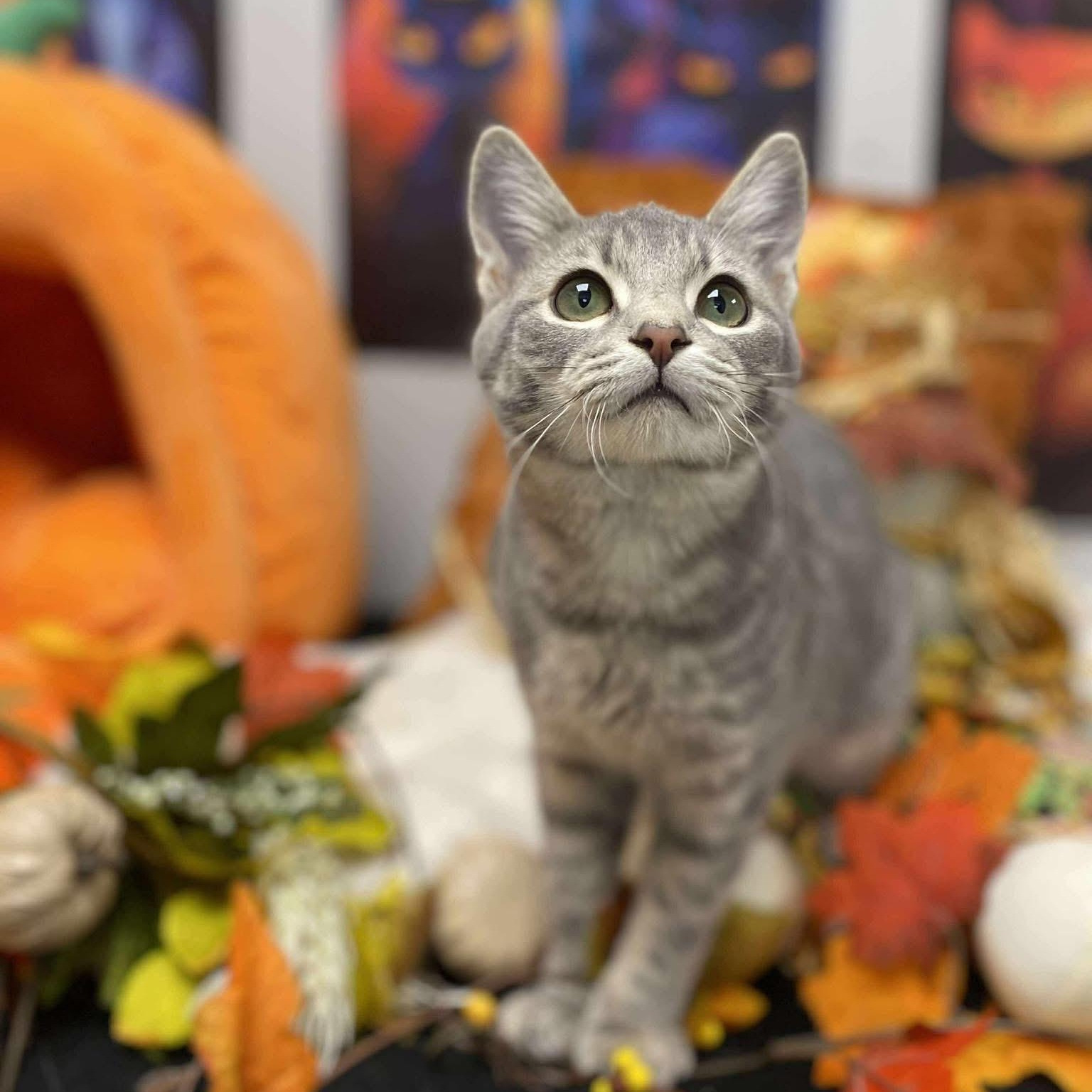 Enlarge Ajax, a Adoptable Domestic Short Hair in Effingham, IL image 1/1