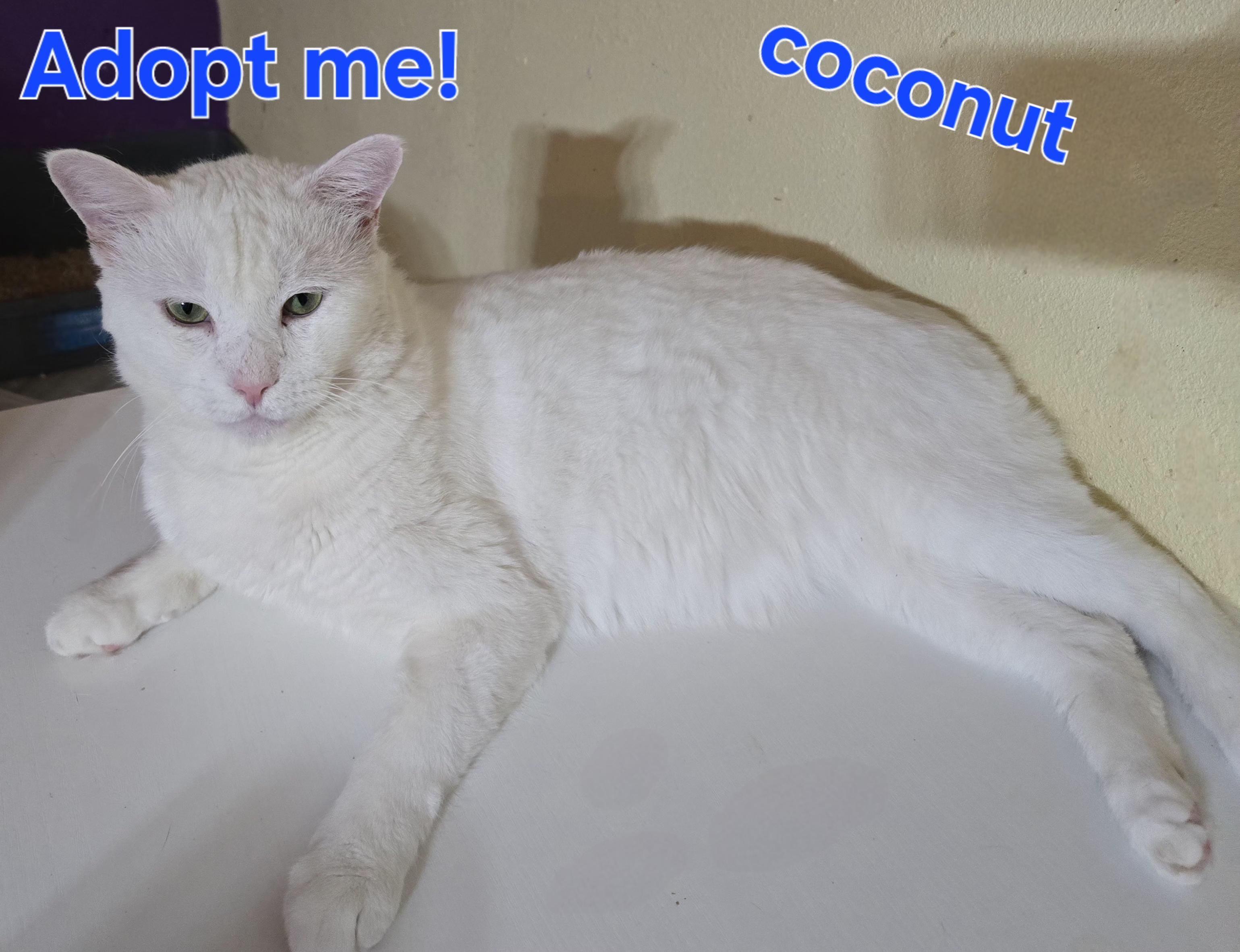 Coconut, Adopted, Adult Male Turkish Angora.