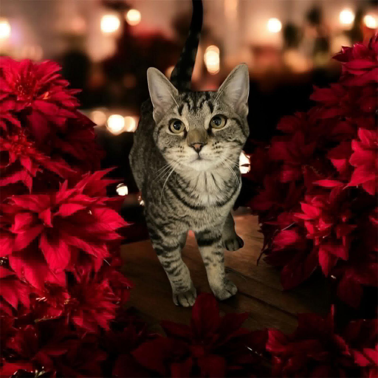 Poinsettia, Adopted, Kitten Female Domestic Short Hair.