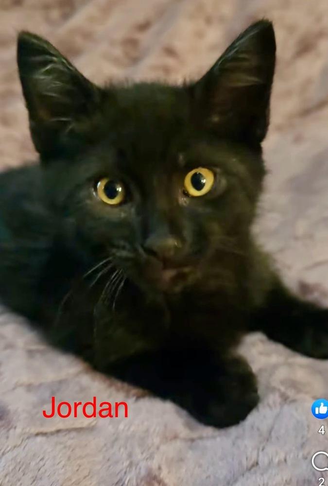 Jordan, Adoptable, Kitten Male Domestic Short Hair.