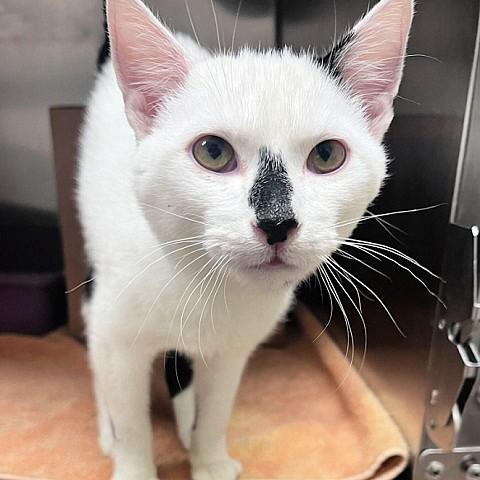 Enlarge Nico, a ADOPTABLE Domestic Short Hair in Salt Lake City, UT image 1/1