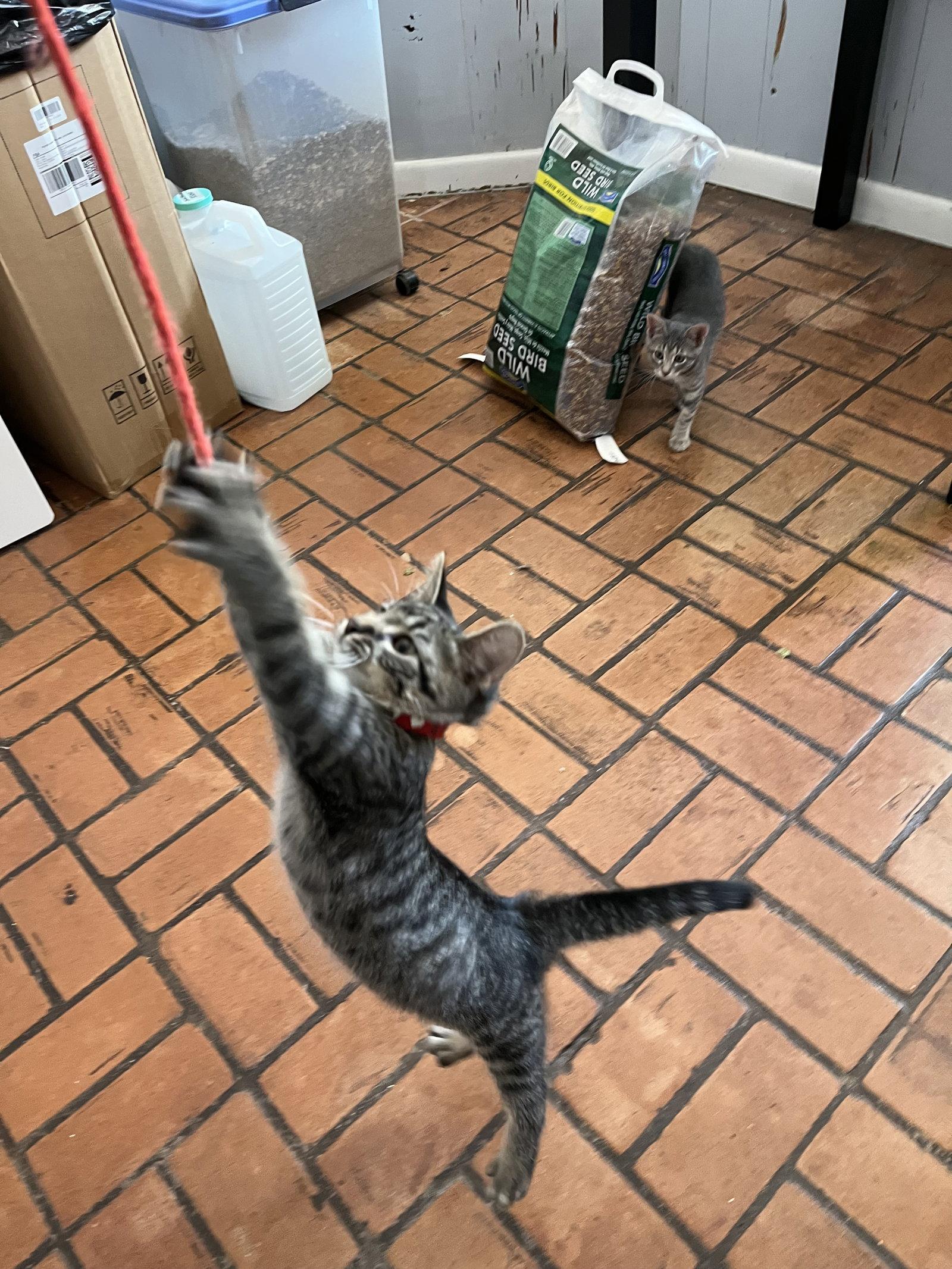 Enlarge March, a Adoptable Domestic Short Hair in McKinney, TX image 1/1