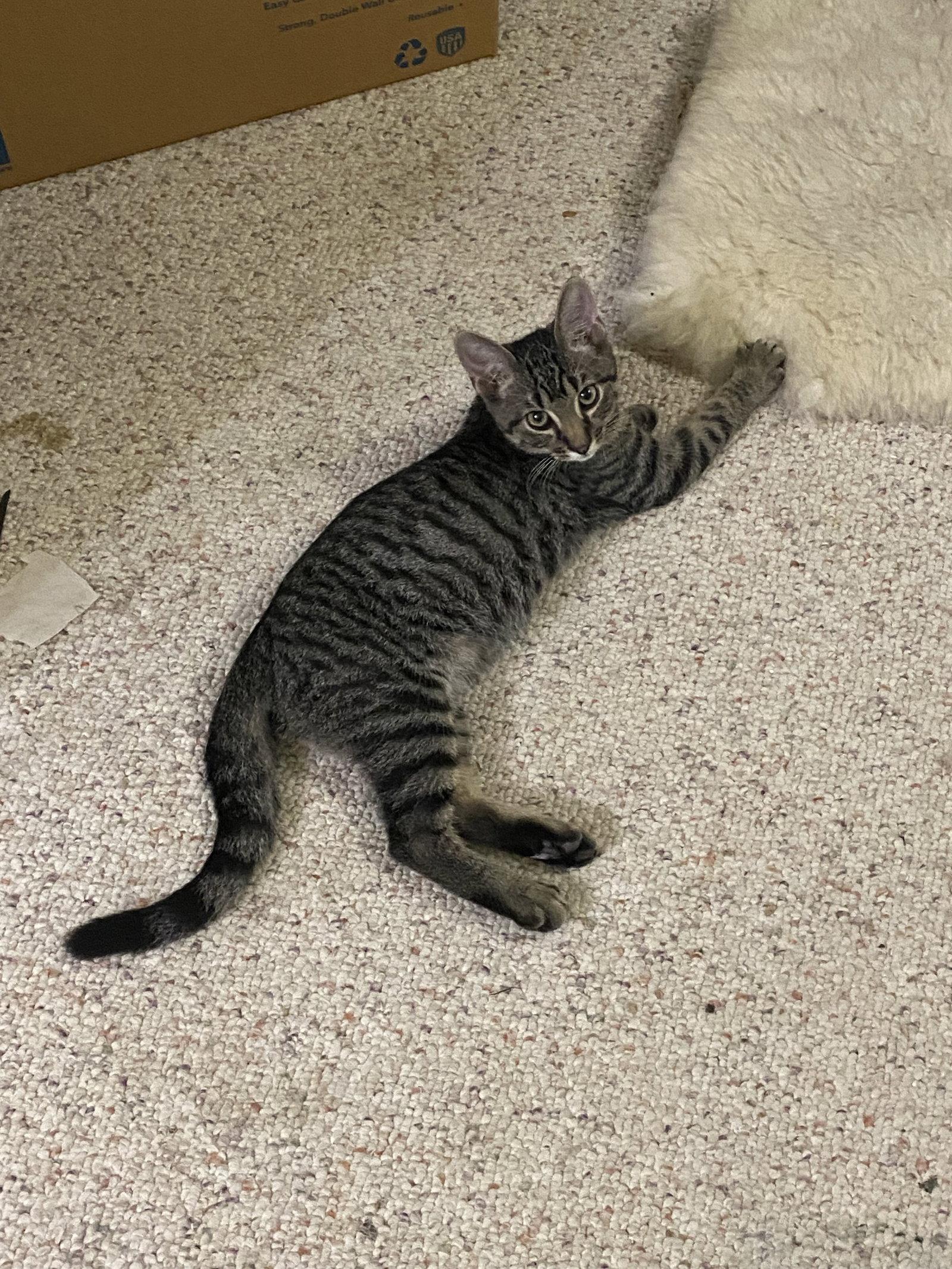 March, a Adoptable Domestic Short Hair in McKinney, TX image 2/2
