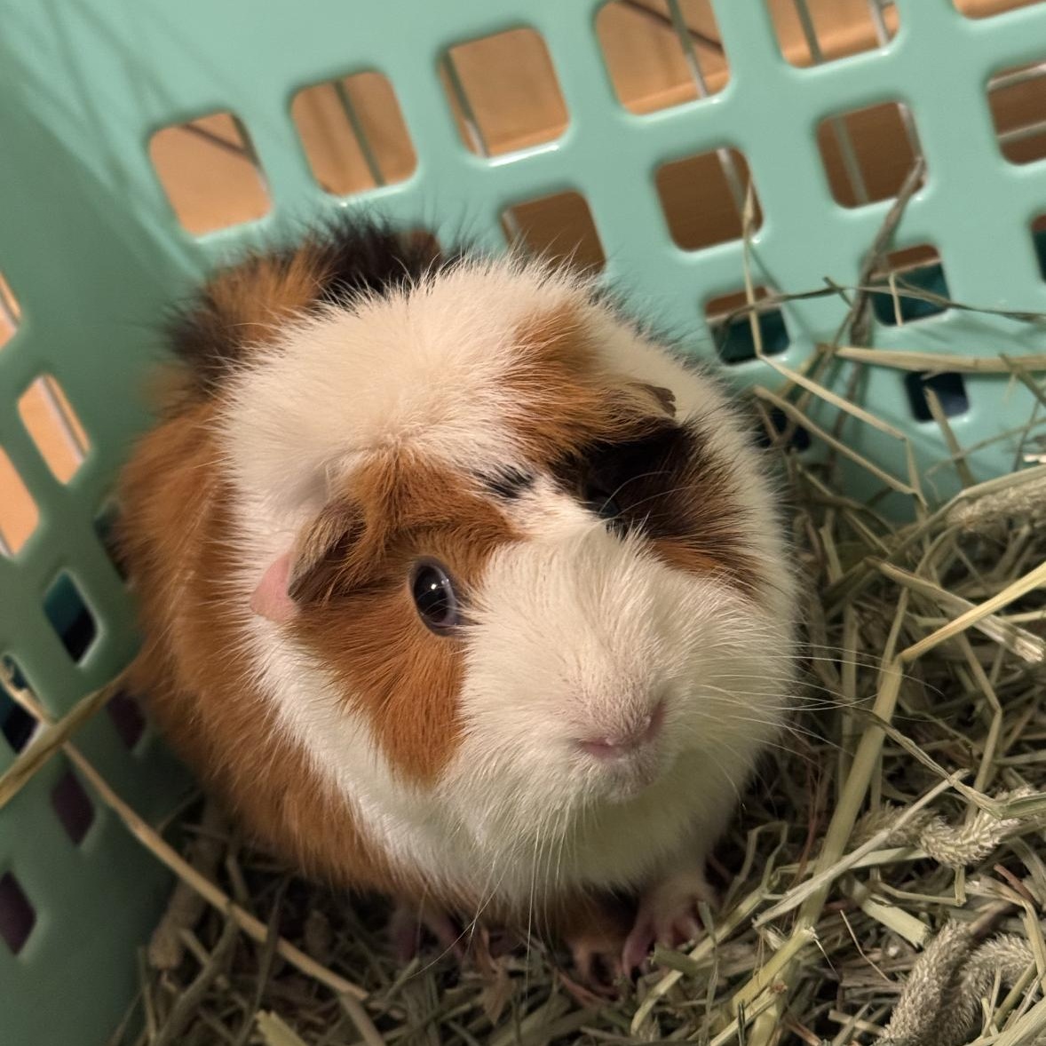 Enlarge Liz, an adoptable Abyssinian in Minneapolis, MN image 3/3