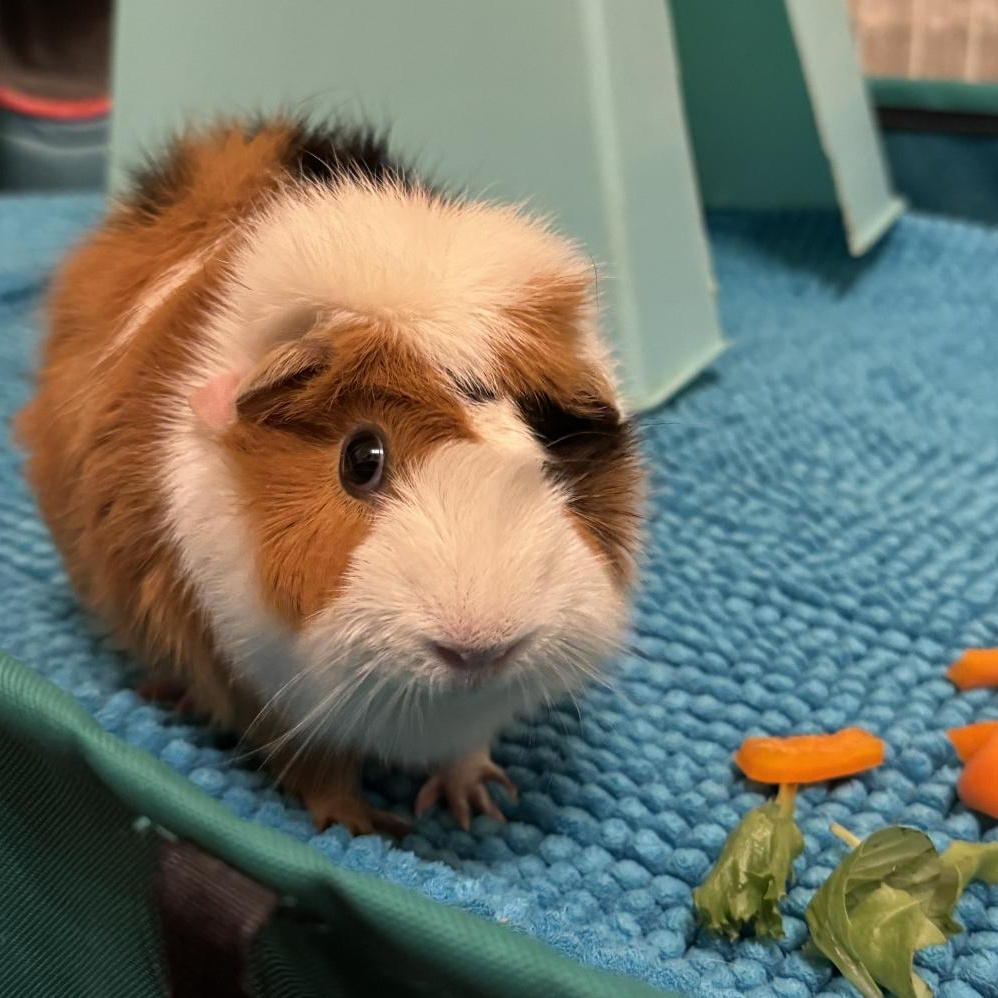 Enlarge Liz, an adoptable Abyssinian in Minneapolis, MN image 1/3