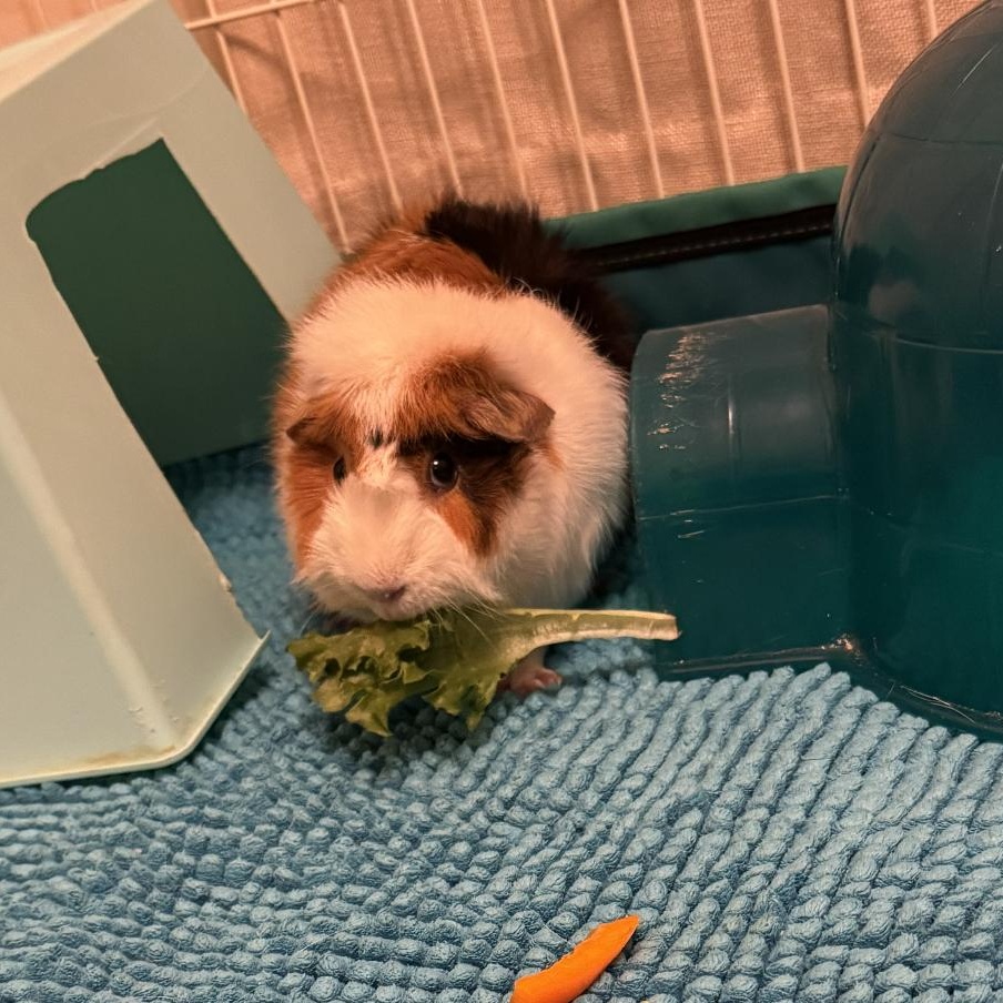 Enlarge Liz, an adoptable Abyssinian in Minneapolis, MN image 2/3