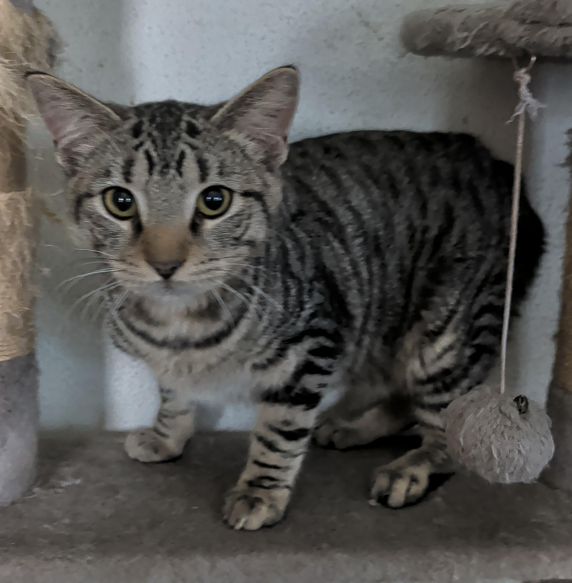 Tig, ADOPTABLE, Young Male Bengal & Manx.