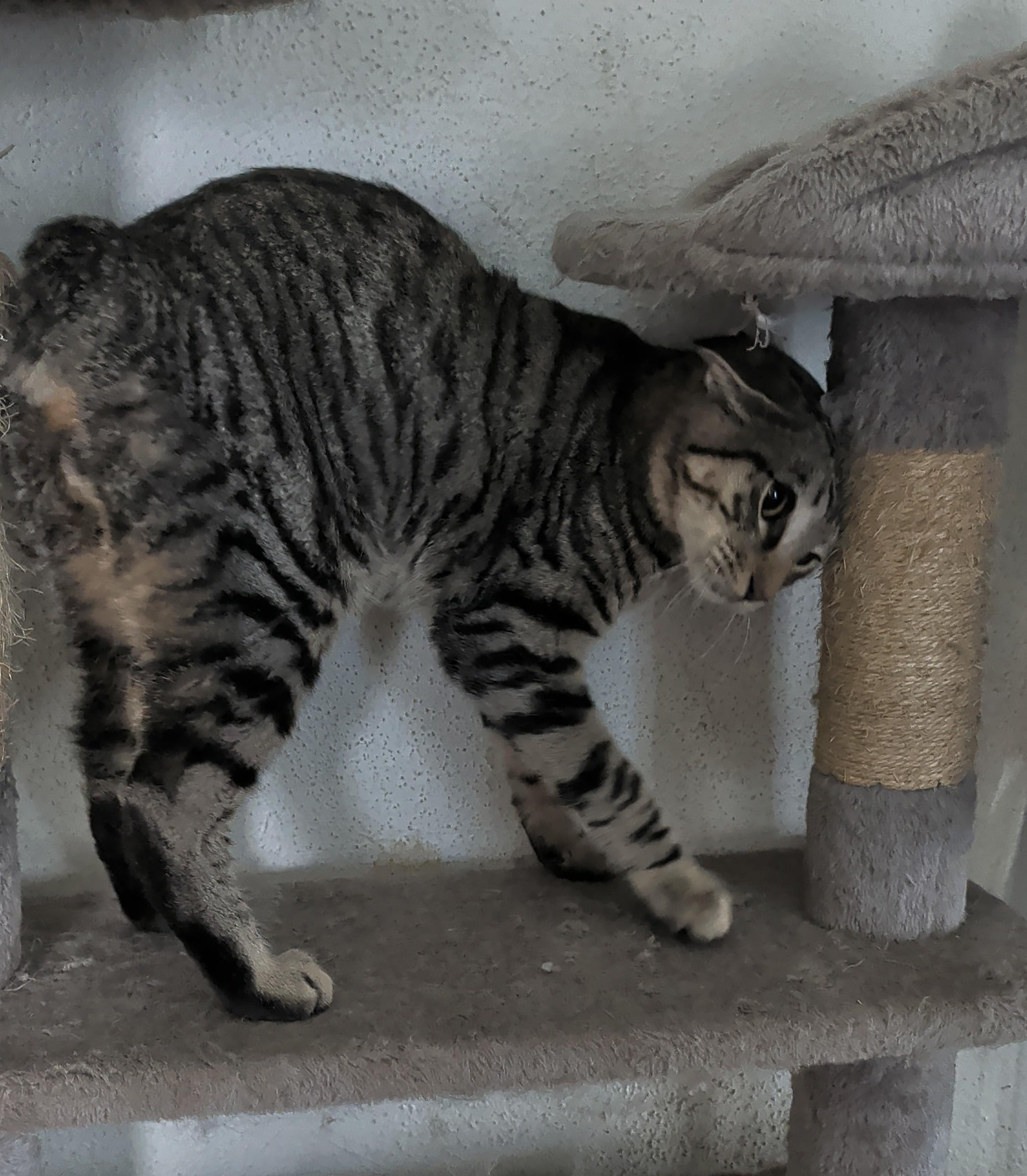 Enlarge Tig, a ADOPTABLE mixed breed in Brainerd, MN image 2/6