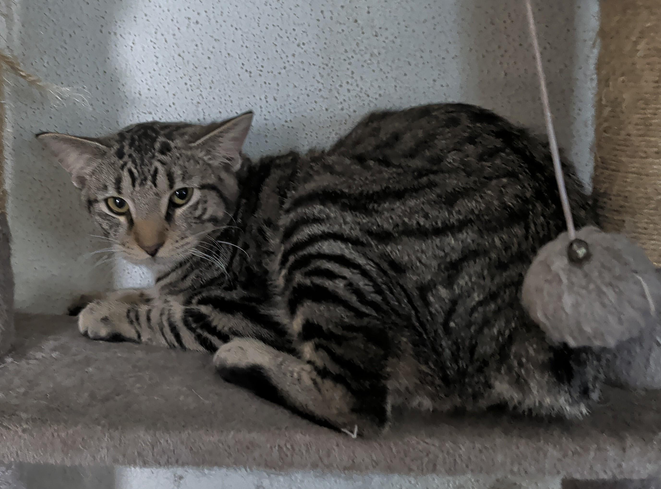 Enlarge Tig, a ADOPTABLE mixed breed in Brainerd, MN image 3/6