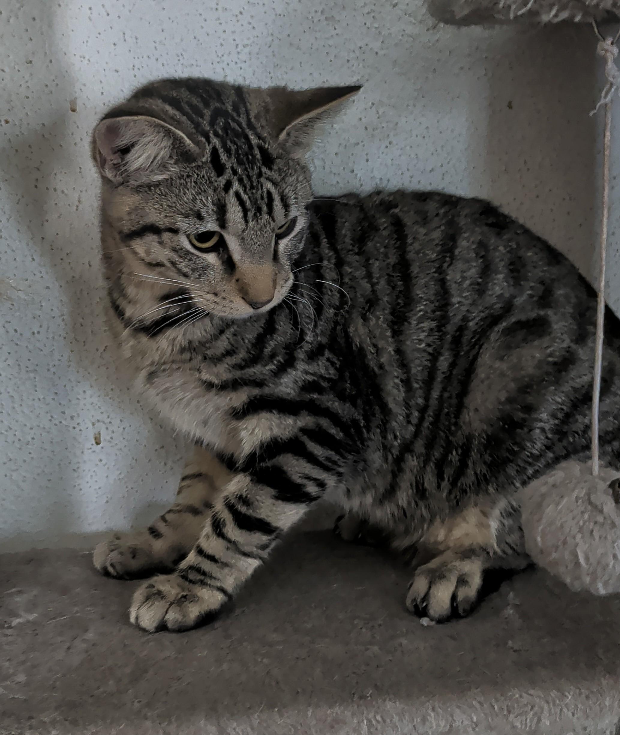 Enlarge Tig, a ADOPTABLE mixed breed in Brainerd, MN image 4/6