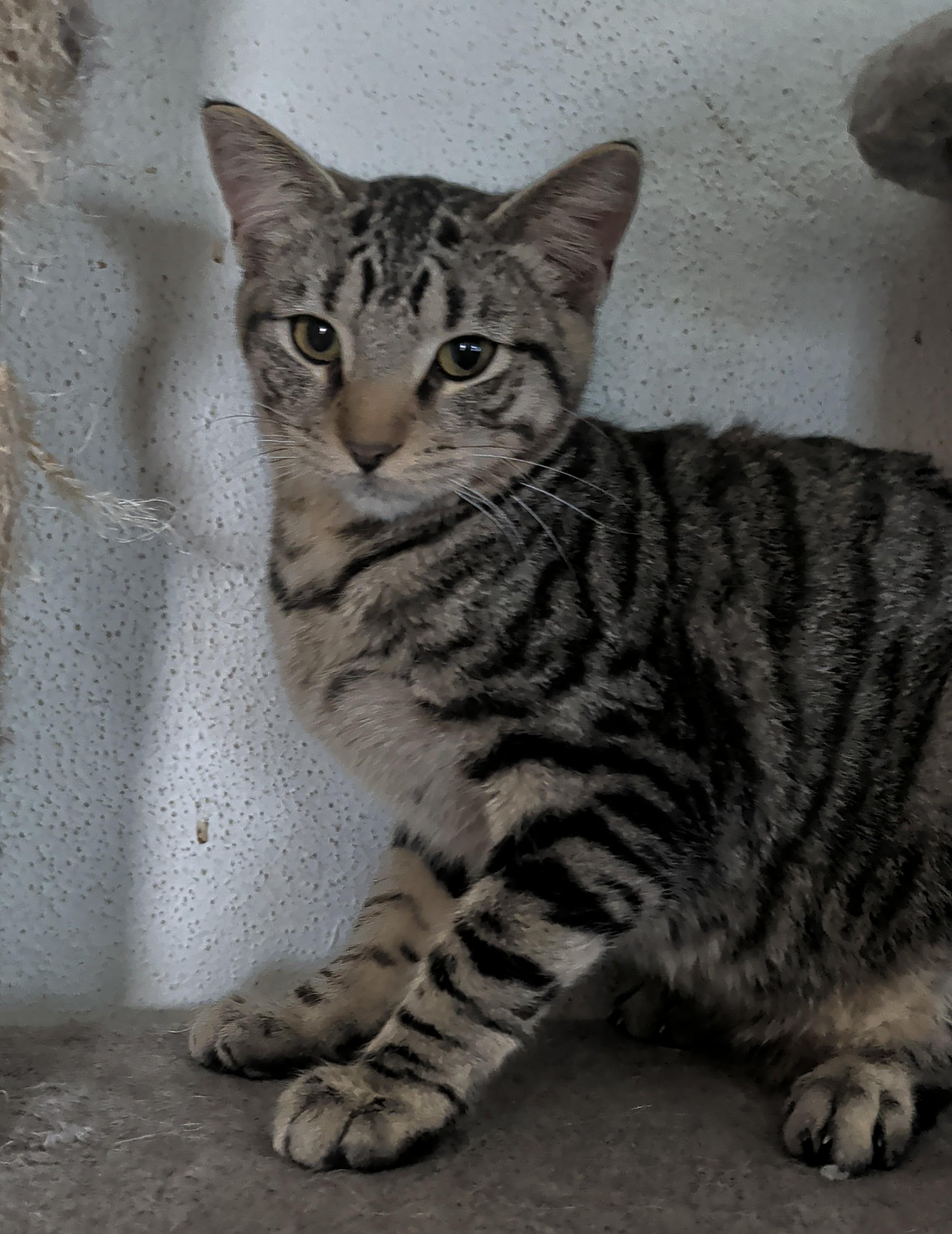 Enlarge Tig, a ADOPTABLE mixed breed in Brainerd, MN image 5/6