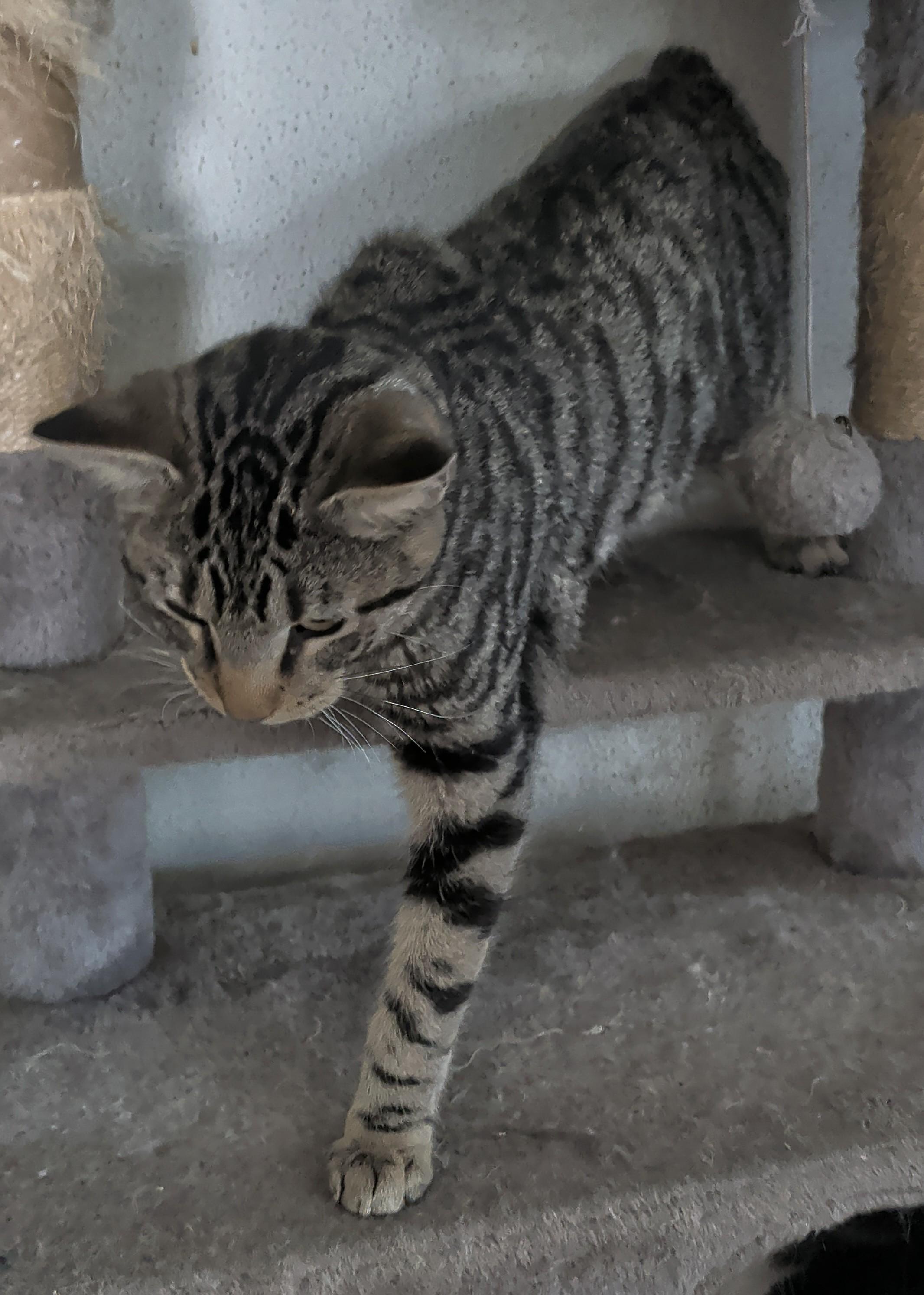 Enlarge Tig, a ADOPTABLE mixed breed in Brainerd, MN image 6/6