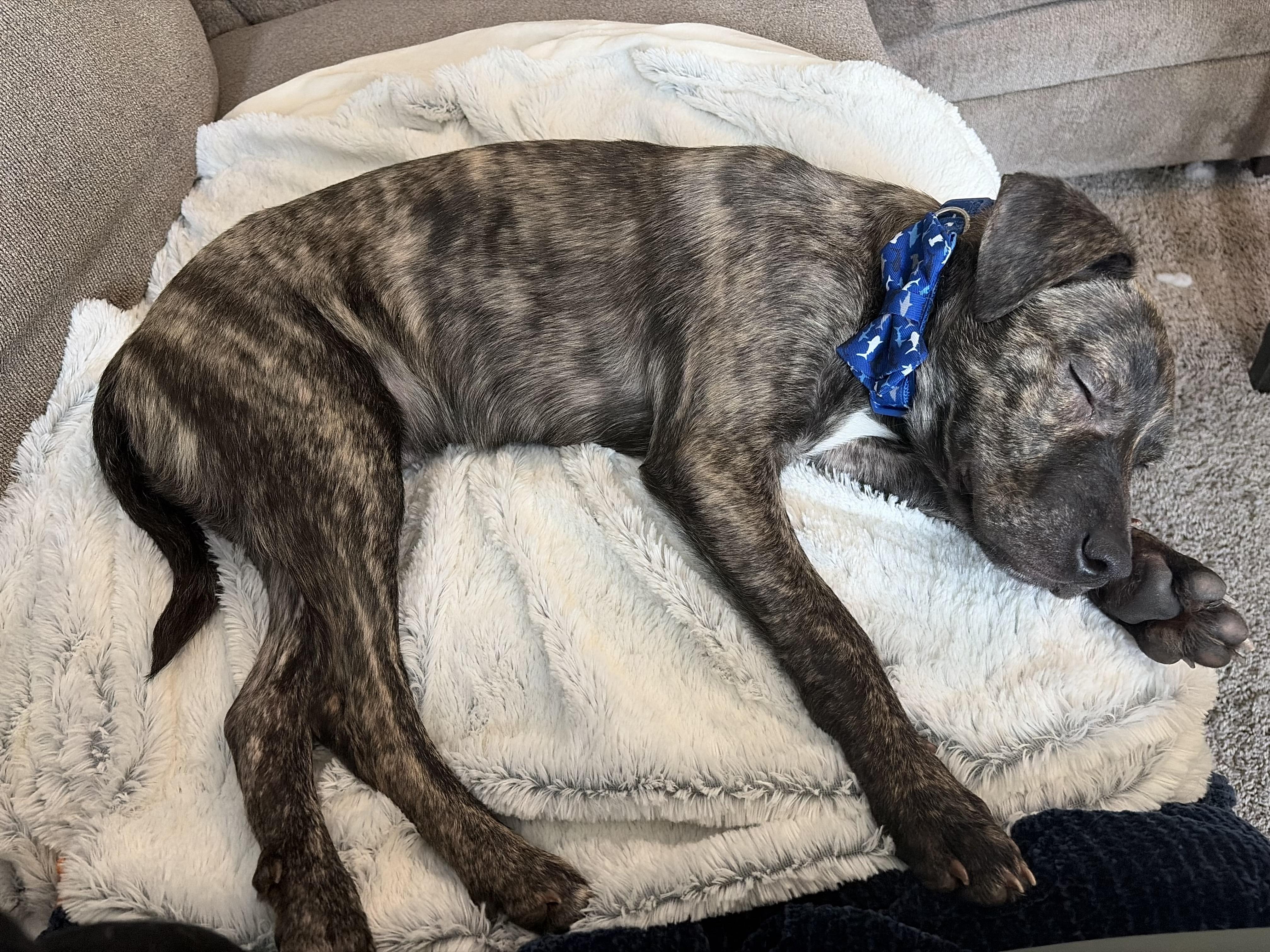 Enlarge Benji, a ADOPTABLE mixed breed in Woodbury, NJ image 3/6