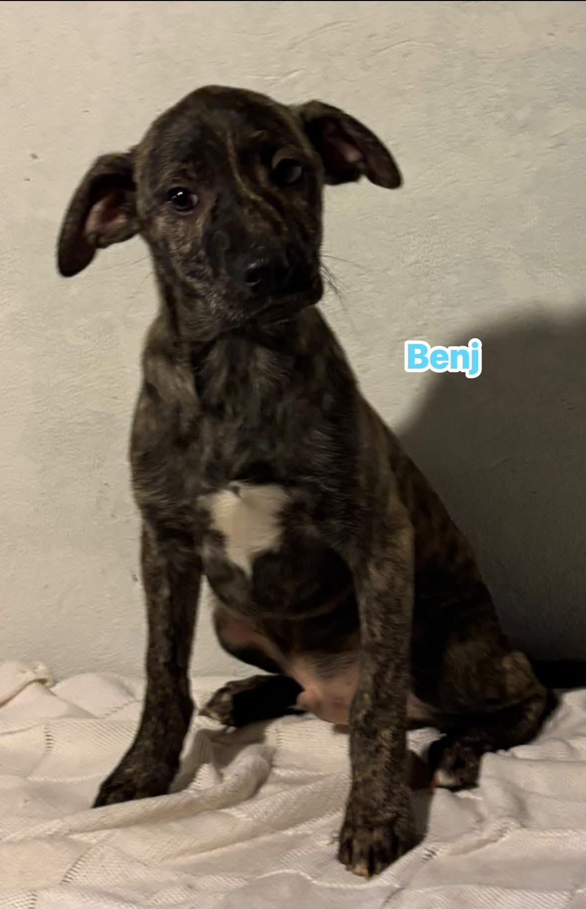 Benji, ADOPTABLE, Puppy Male Basset Hound & Dachshund.