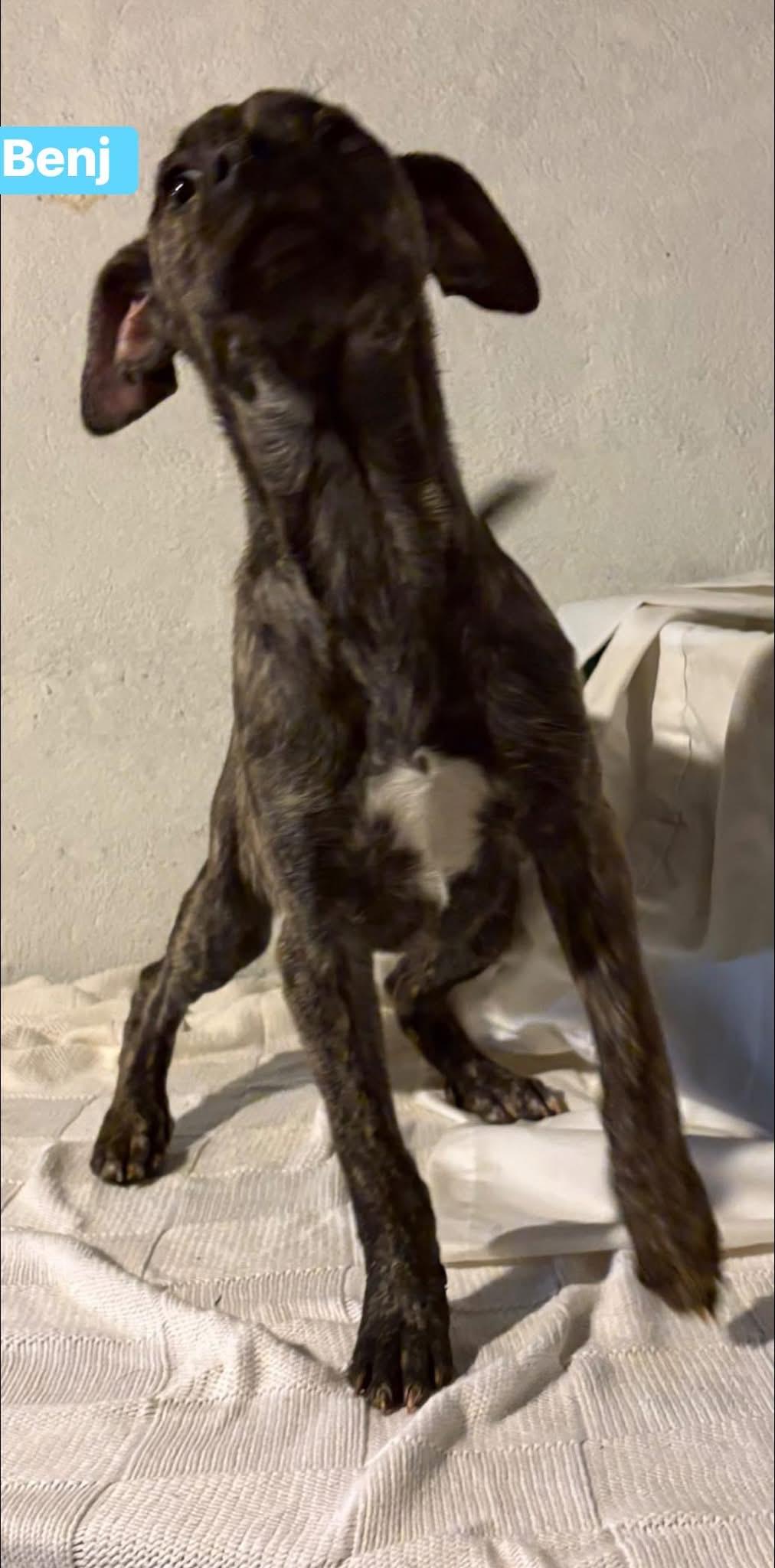 Enlarge Benji, a ADOPTABLE mixed breed in GLEN MILLS, PA image 2/3