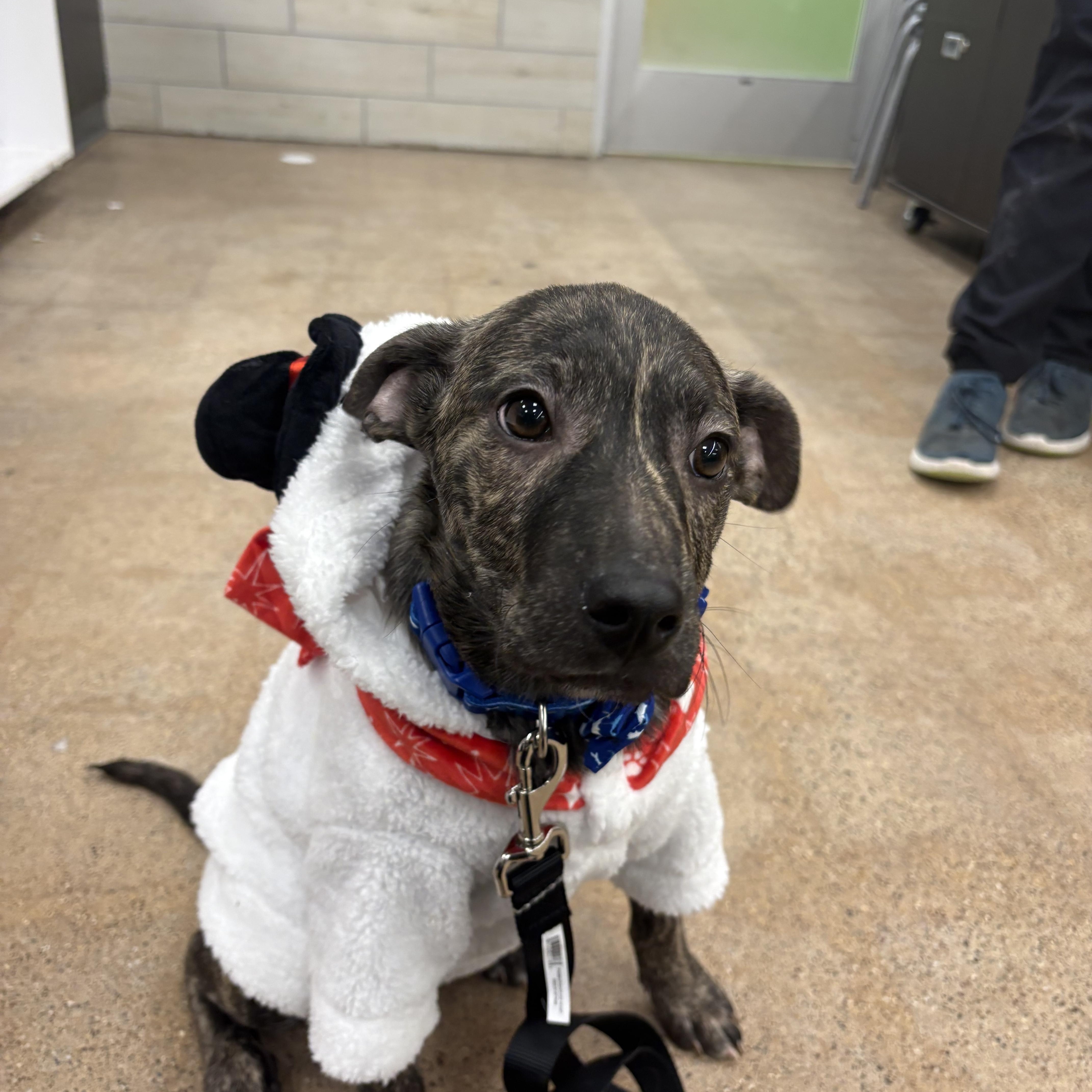 Benji, ADOPTABLE, Puppy Male Labrador Retriever & Pointer.