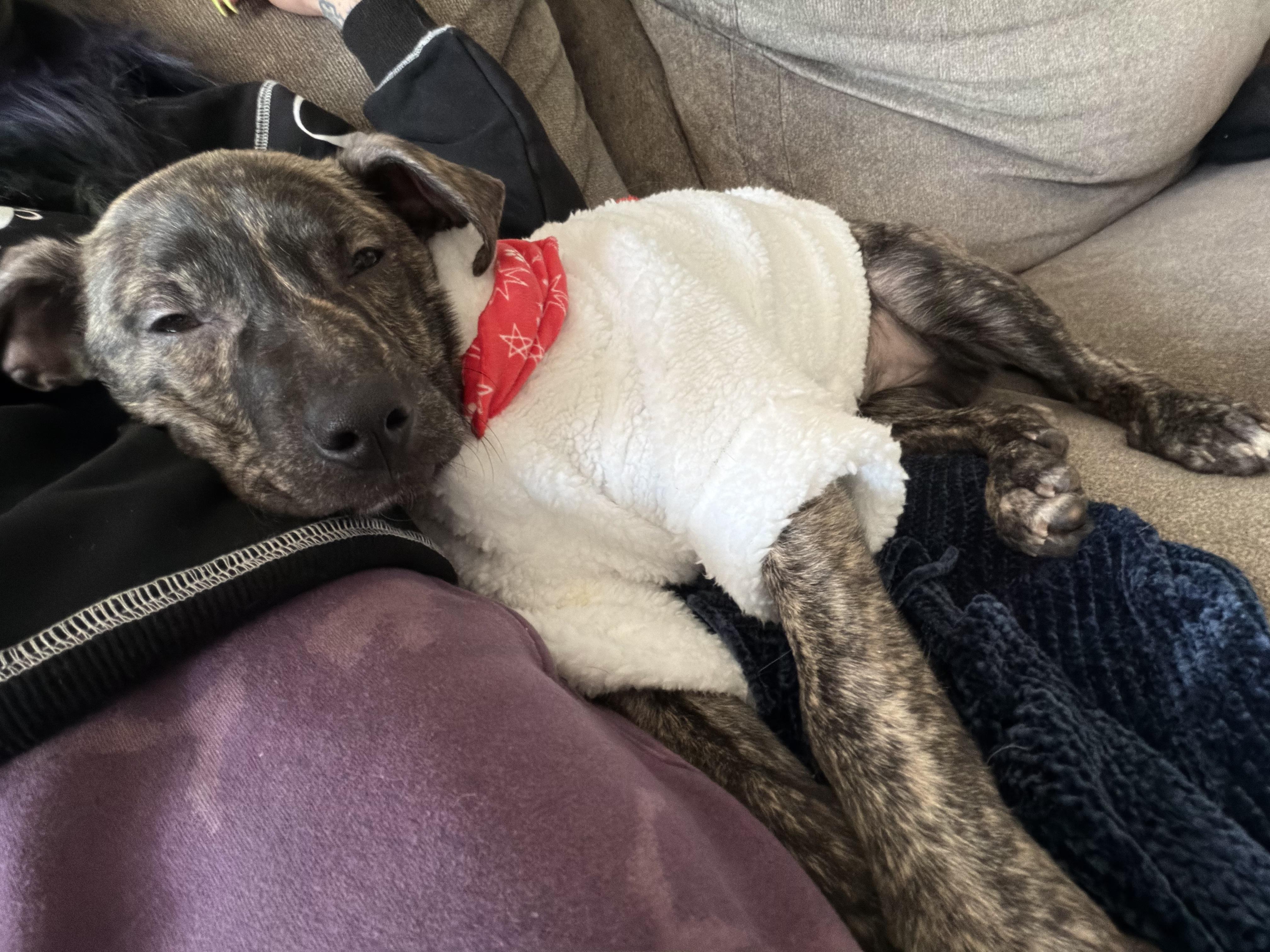 Enlarge Benji, a ADOPTABLE mixed breed in Woodbury, NJ image 4/6