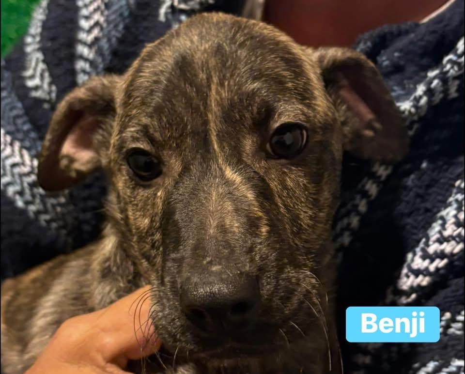 Enlarge Benji, a ADOPTABLE mixed breed in GLEN MILLS, PA image 3/3
