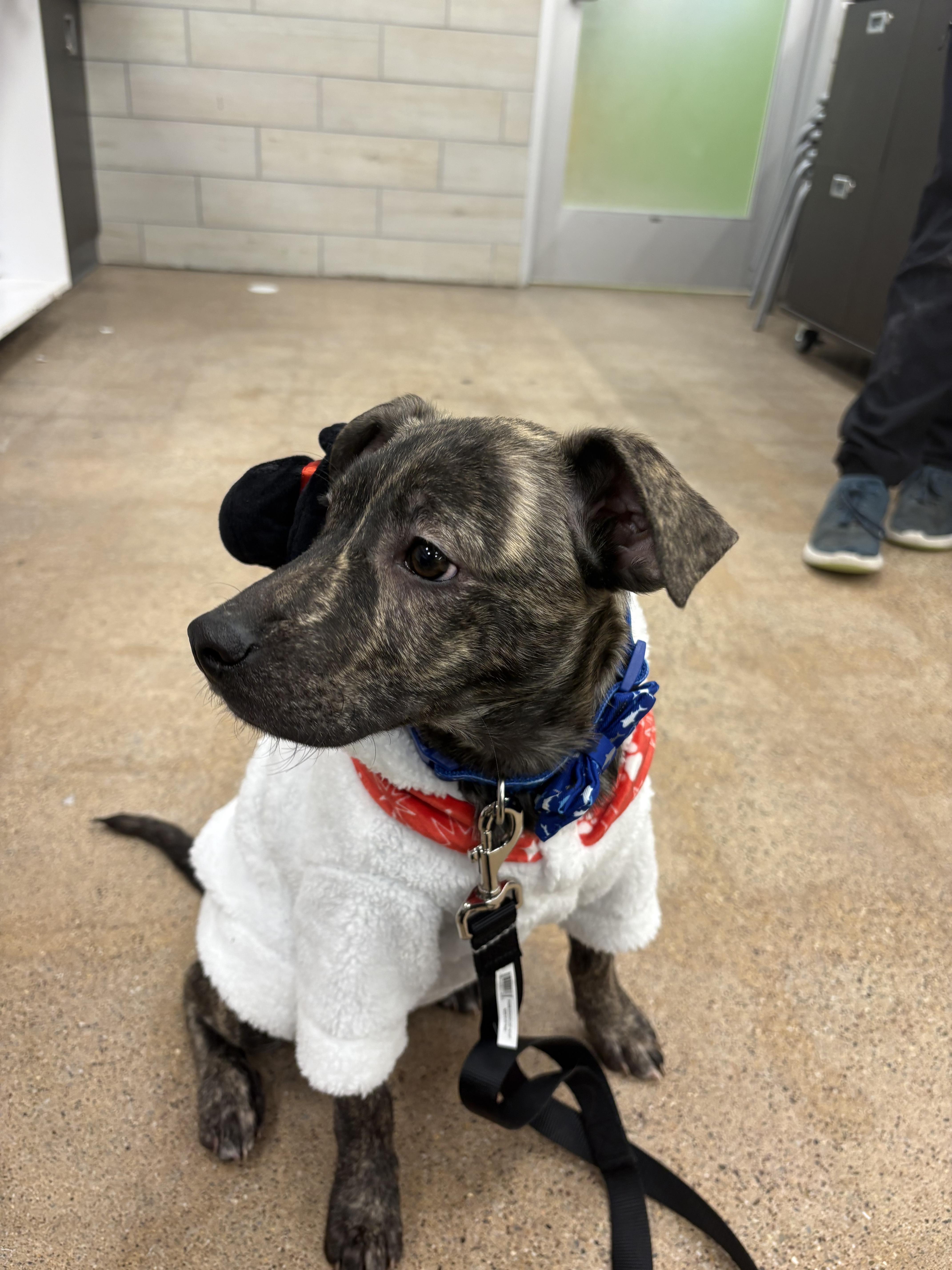 Enlarge Benji, a ADOPTABLE mixed breed in Woodbury, NJ image 6/6
