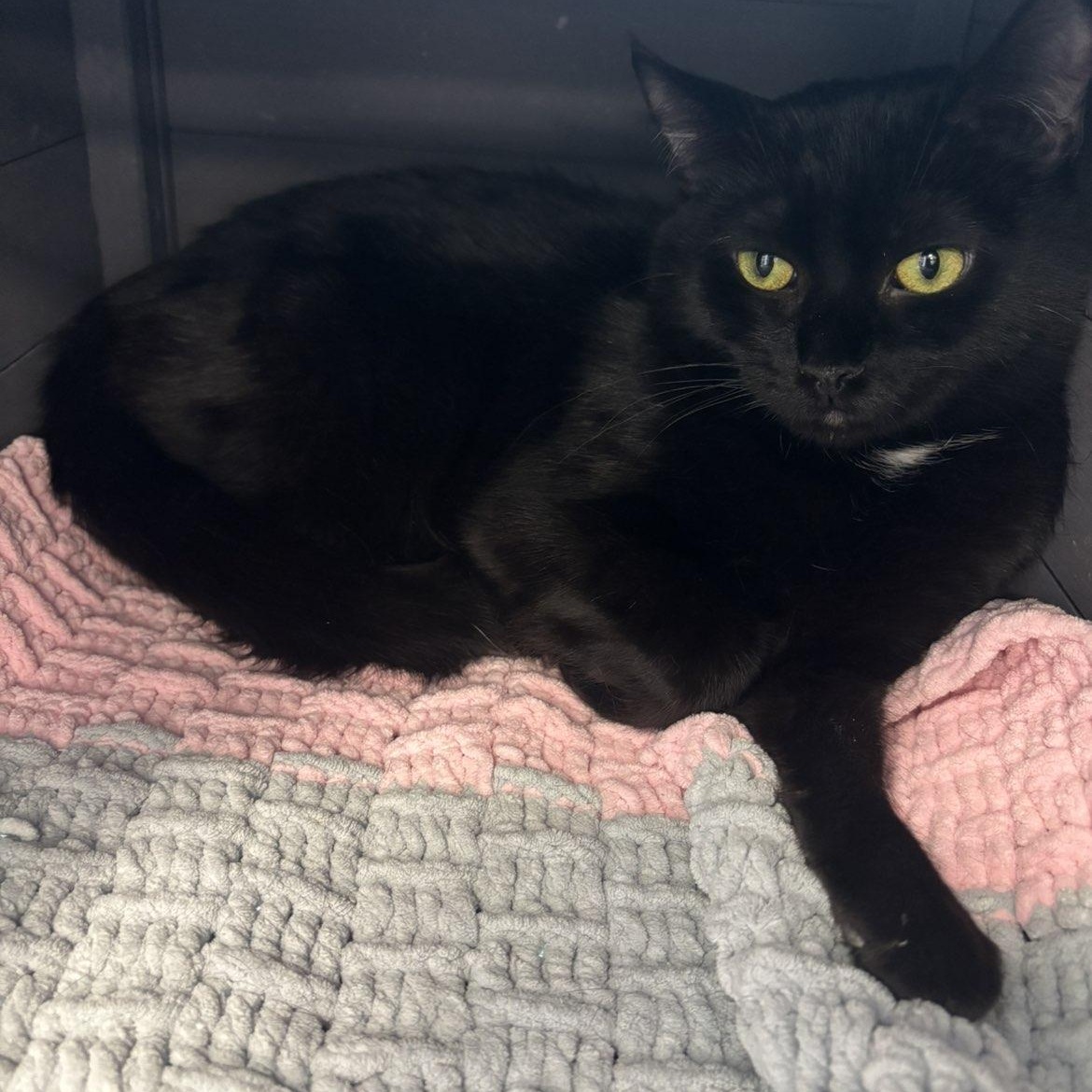 Enlarge Nessarose , a ADOPTABLE Domestic Short Hair in Pardeeville, WI image 3/4