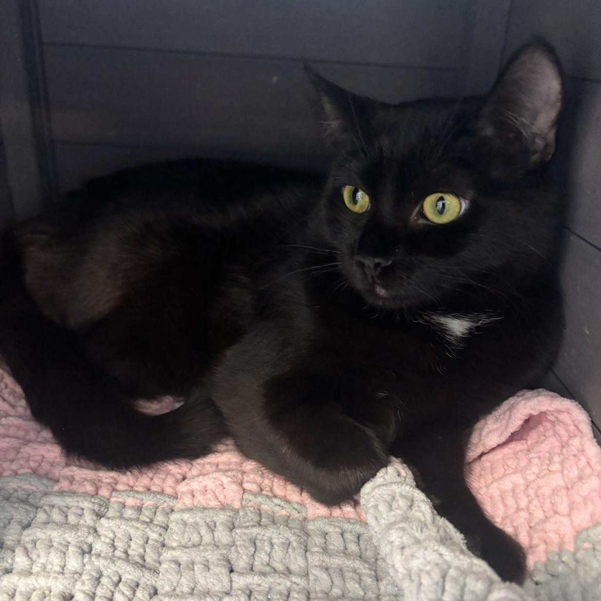 Enlarge Nessarose , a ADOPTABLE Domestic Short Hair in Pardeeville, WI image 1/4