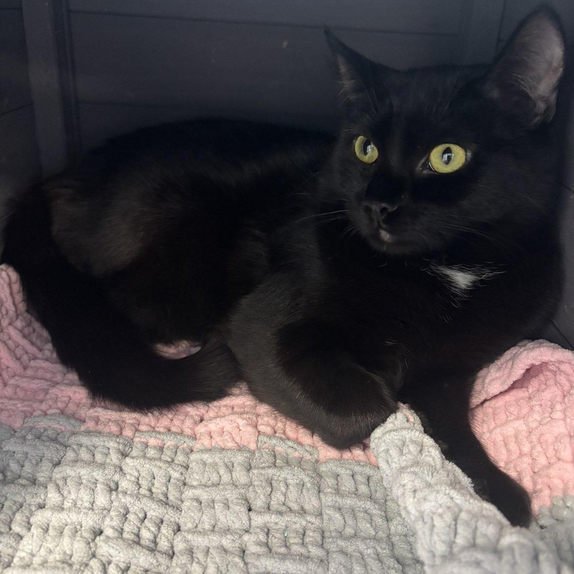 Enlarge Nessarose , a ADOPTABLE Domestic Short Hair in Pardeeville, WI image 4/4