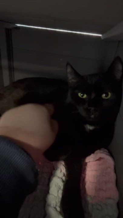 Enlarge Nessarose , a ADOPTABLE Domestic Short Hair in Pardeeville, WI video 2/4