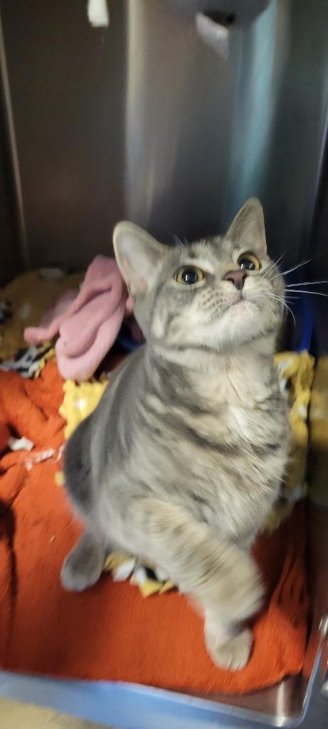 Graces, a Adoptable mixed breed in Windsor, CT image 1/2