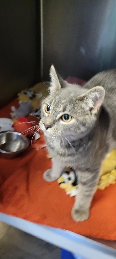 Graces, a Adoptable mixed breed in Windsor, CT image 2/2