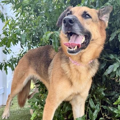Alexa, Adoptable, Adult Female Mixed Breed & Mixed Breed.