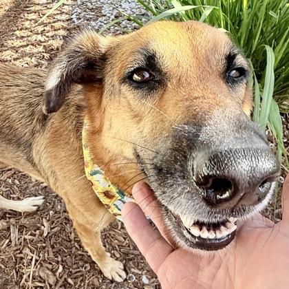 Alexa, Adoptable, Adult Female Mixed Breed & Mixed Breed.