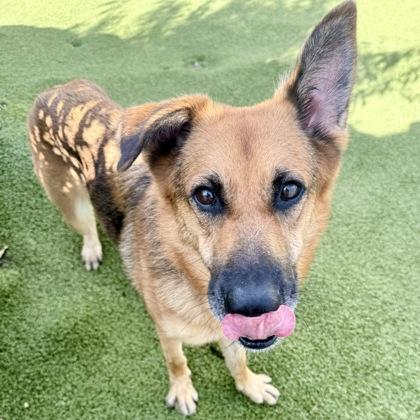 Alexa, a Adoptable mixed breed in Largo, FL image 2/3