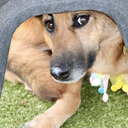 Enlarge Alexa, a Adoptable mixed breed in Largo, FL image 2/3