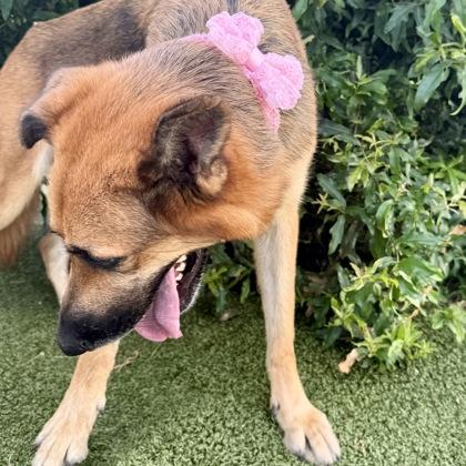 Alexa, a Adoptable mixed breed in Largo, FL image 3/3