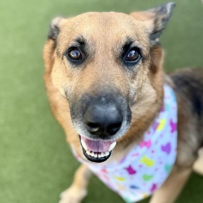 Enlarge Alexa, a Adoptable mixed breed in Largo, FL image 3/3