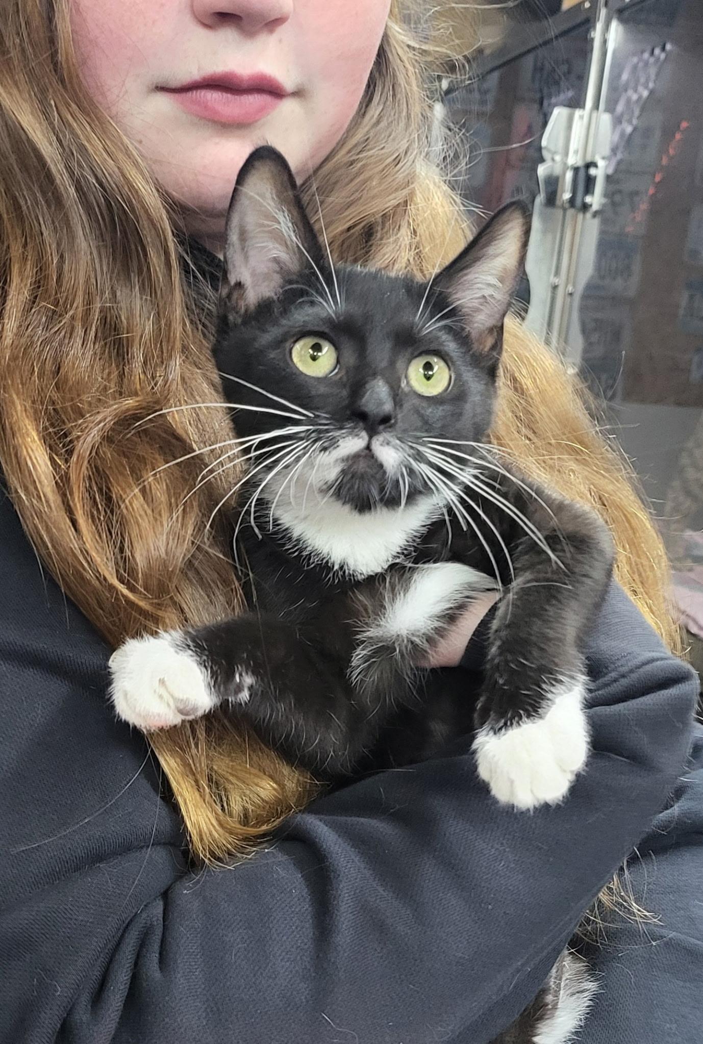 Jane, Adoptable, Kitten Female Domestic Short Hair.