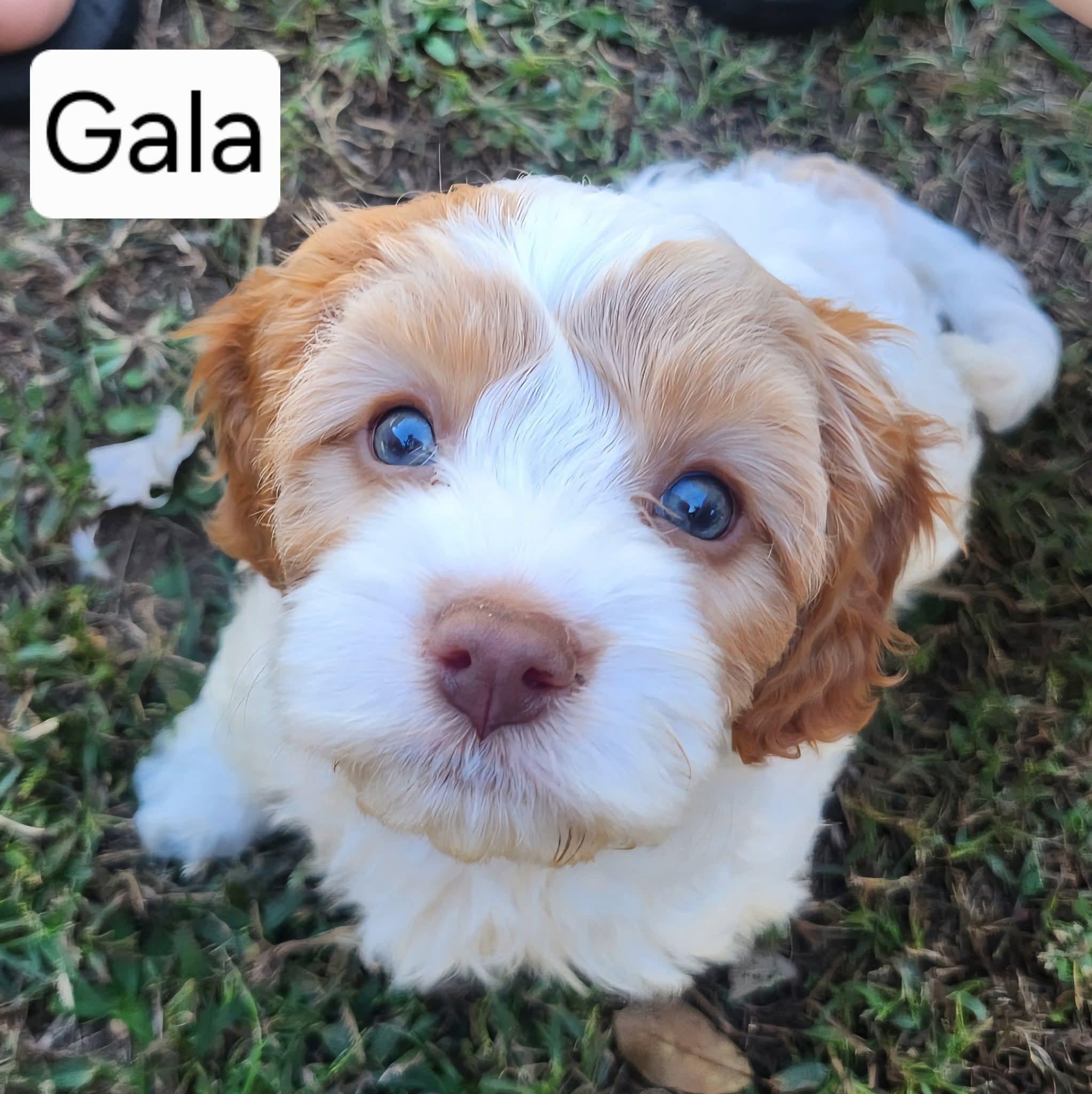 Gala