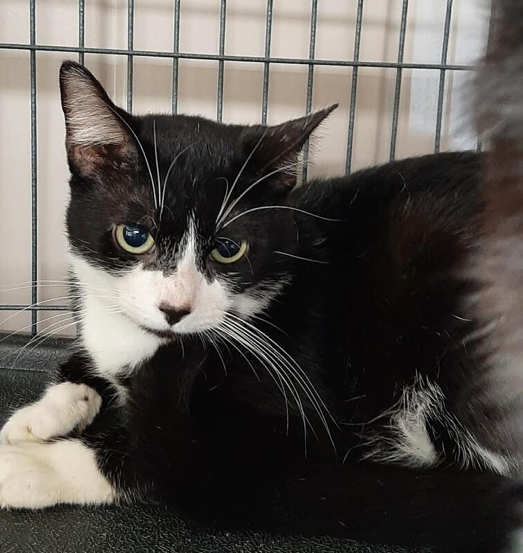 Genie, Adoptable, Adult Male American Shorthair.