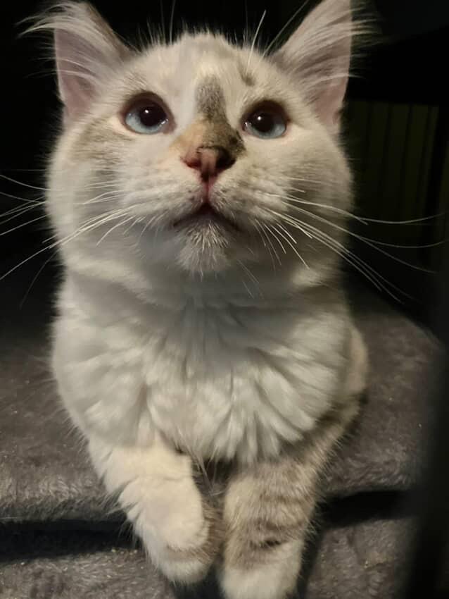 Peppermint patty , adopted, Kitten Female Dilute Tortoiseshell & Siamese.