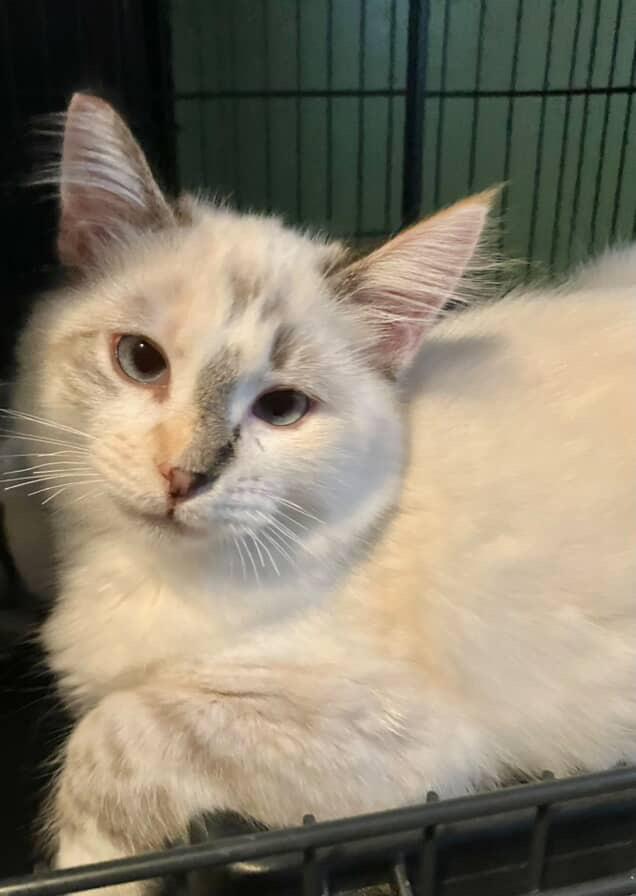 Peppermint patty , an adopted mixed breed in Bell Gardens, CA image 5/5