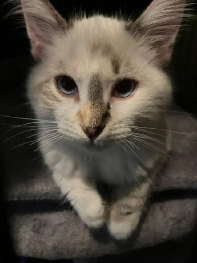 Peppermint patty , an adopted mixed breed in Bell Gardens, CA image 4/5