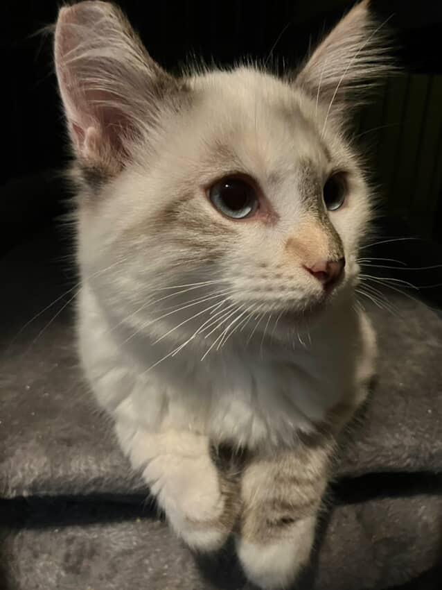 Peppermint patty , an adopted mixed breed in Bell Gardens, CA image 2/5