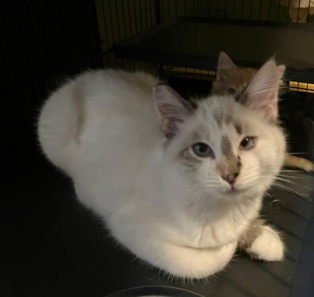 Peppermint patty , an adopted mixed breed in Bell Gardens, CA image 3/5