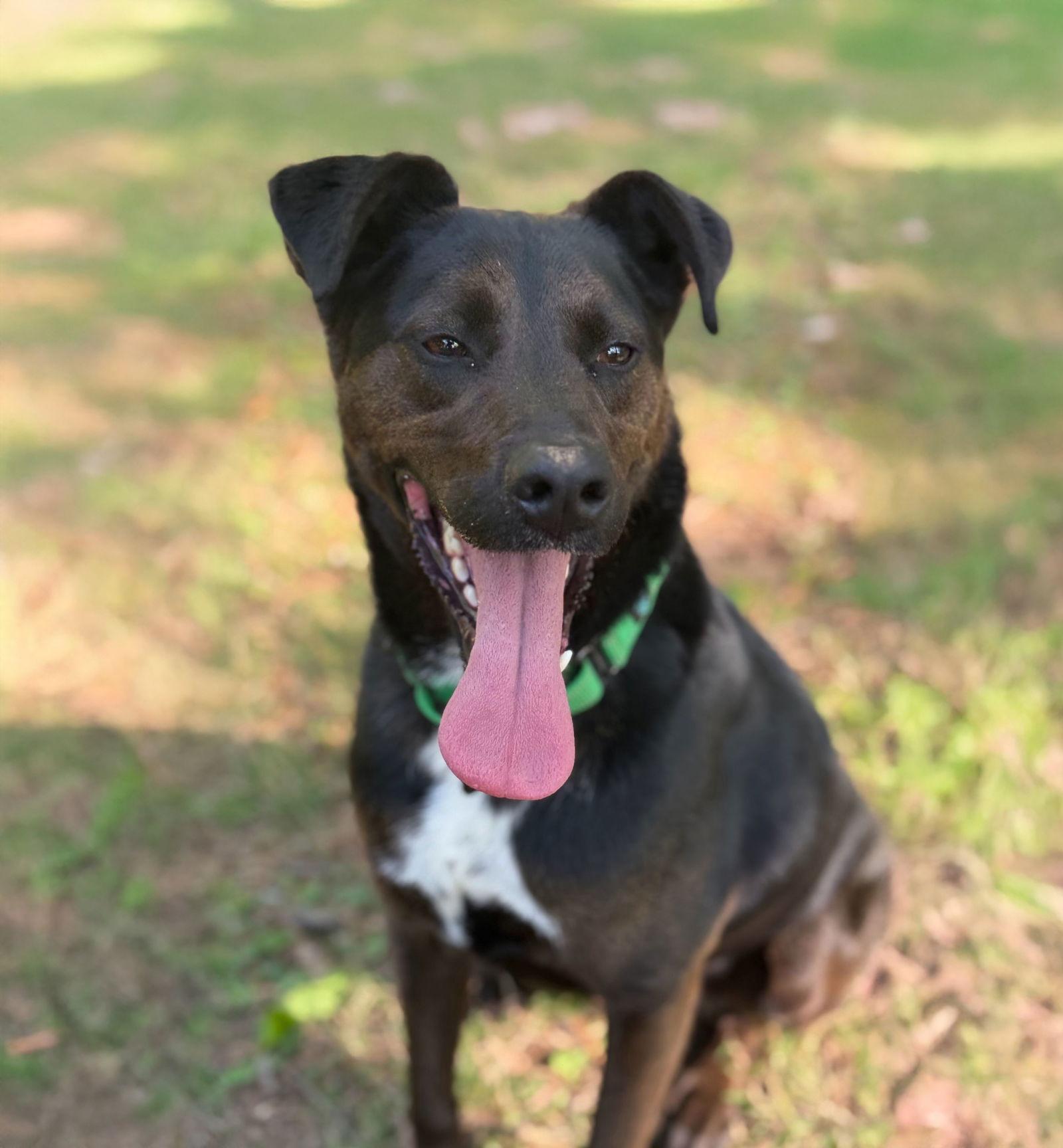 Luca, a Adoptable mixed breed in Forest, VA image 1/3