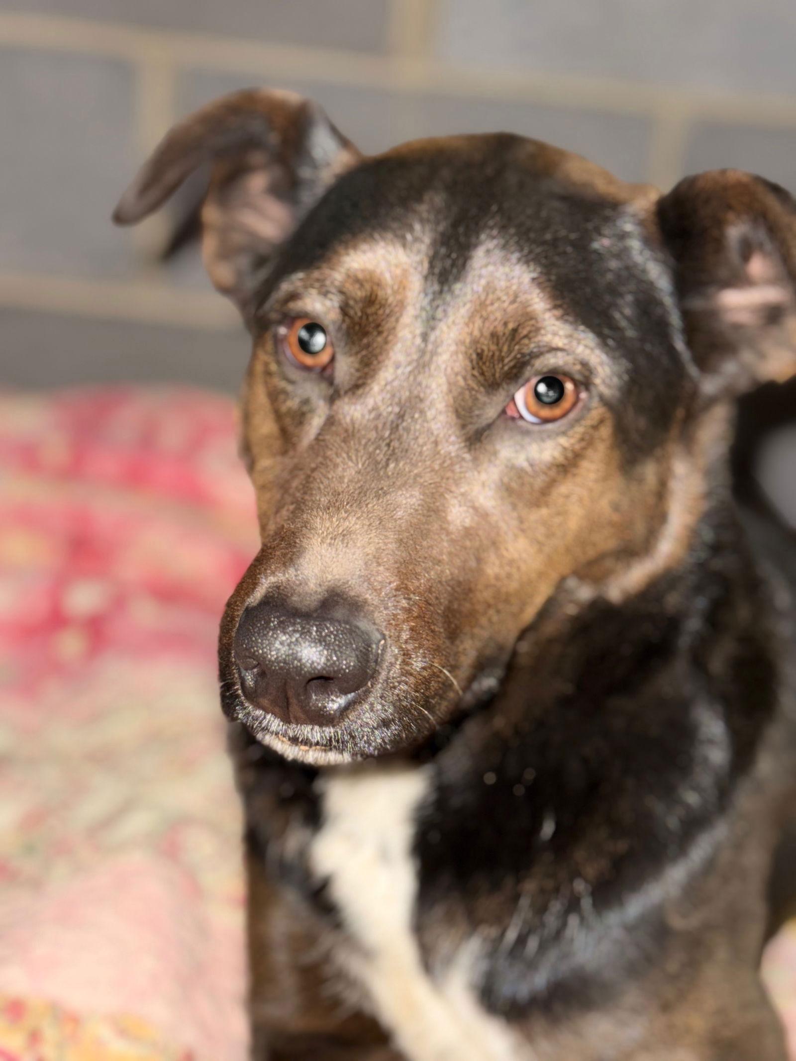 Luca, a Adoptable mixed breed in Forest, VA image 2/3