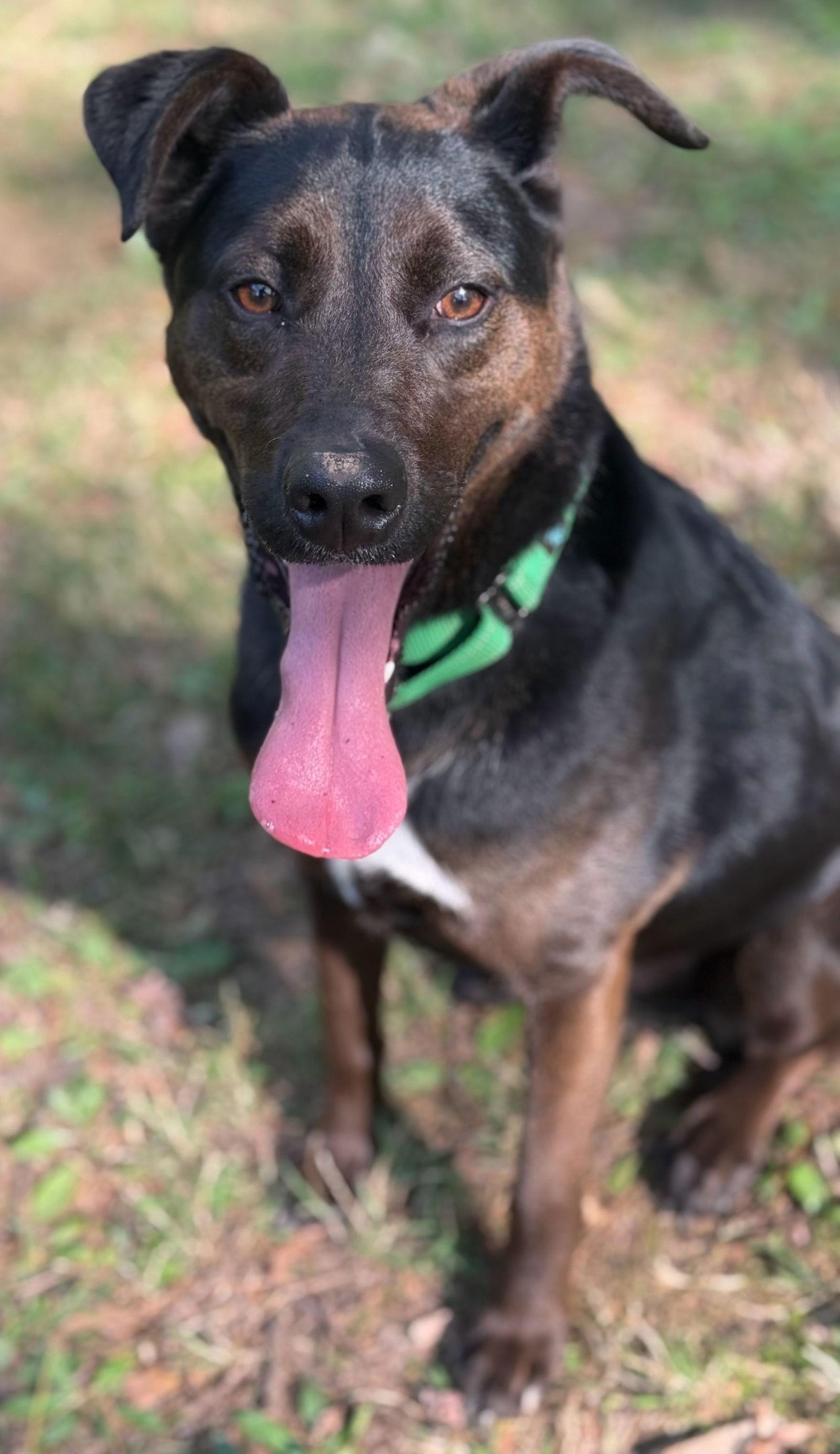 Luca, a Adoptable mixed breed in Forest, VA image 3/3