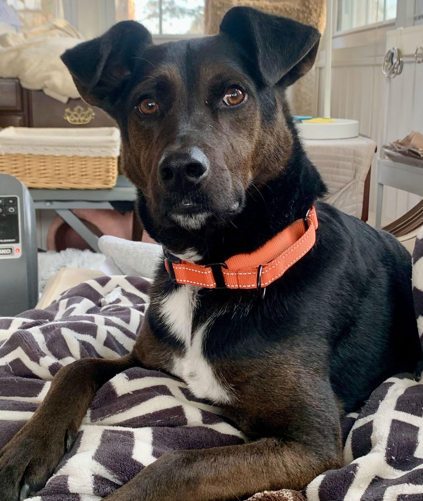 Enlarge Luca, a Adoptable mixed breed in Forest, VA image 3/3